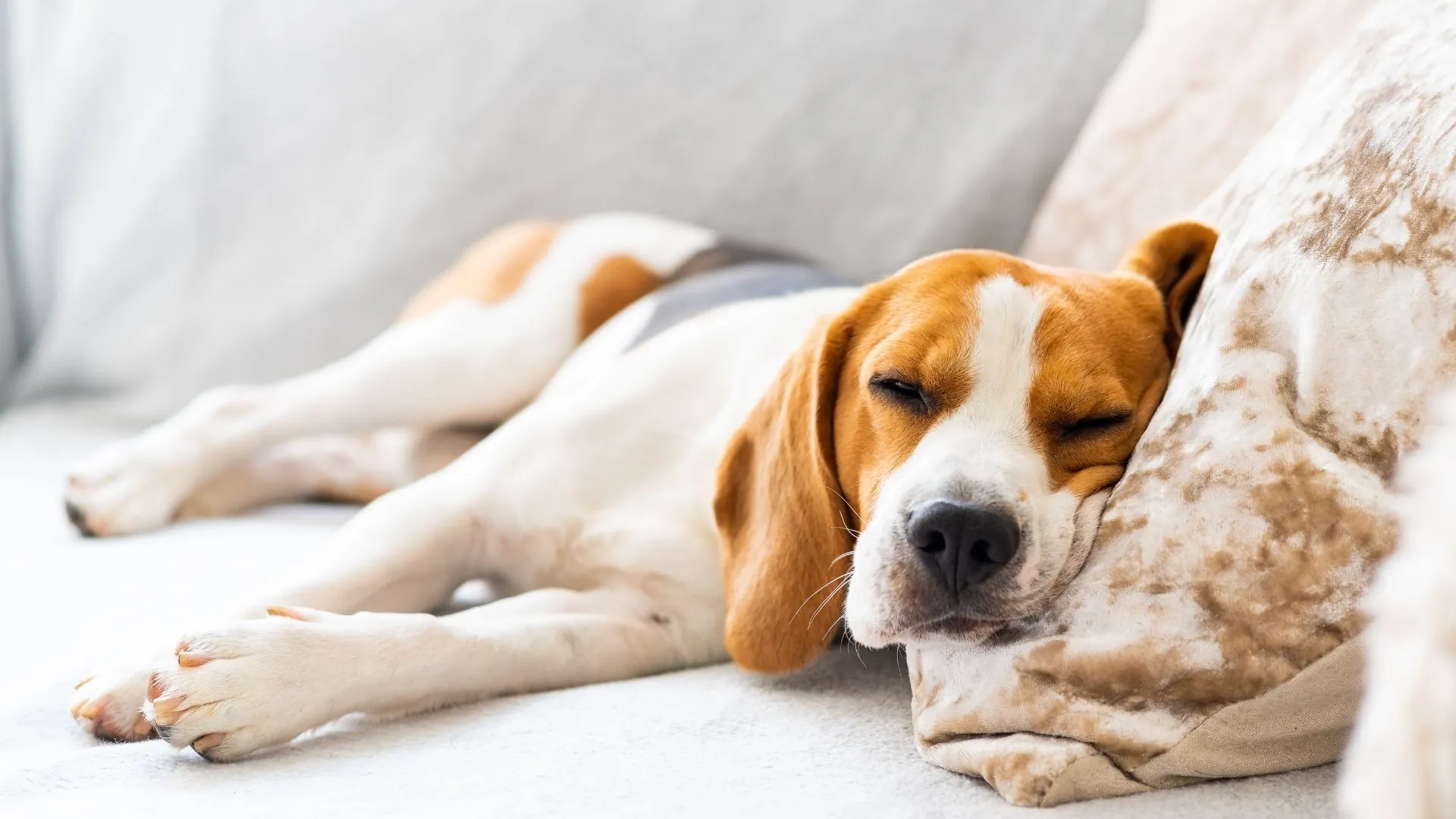 Relieve Dog Constipation - Effective Solutions for Your Pet